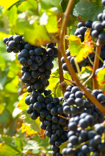 Grapes in vineyard