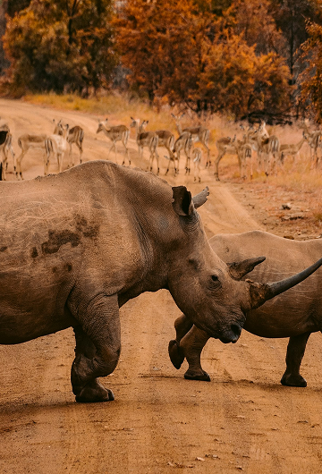 Safari with rhinos and deer